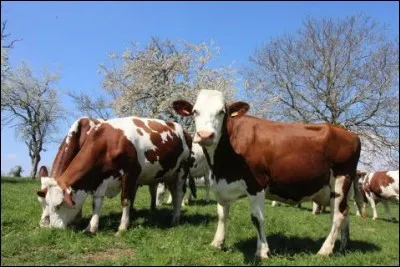 De quelle race sont ces vaches ?