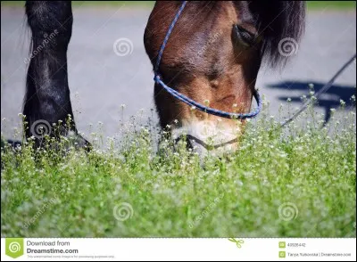 Un cheval au travail doit prendre :