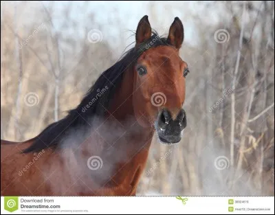 Le rythme respiratoire normal est de...