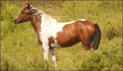 Comment appelle-t-on la race de chevaux sauvages de la lagune des Outer Banks ?