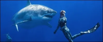 Sacrément courageuse cette plongeuse en face de ce requin blanc. Où se passe cette scène extraordinaire ?