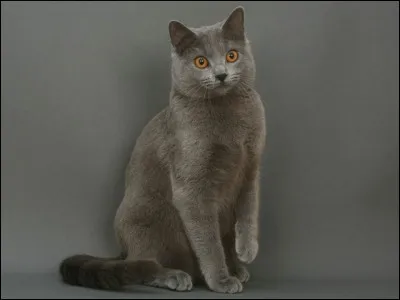 Tu aimes les chats de...