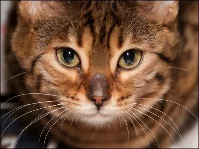 Tu aimes les chats aux yeux...