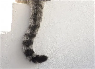 Tu aimes les chats avec une queue...