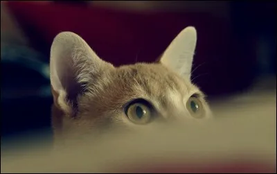 Tu aimes les chats aux oreilles...