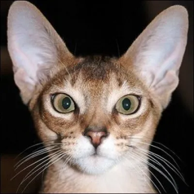 Tu aimes les chats à tête...