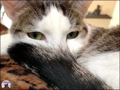 De quel pays préfères-tu les chats parmi ces 4 choix ?