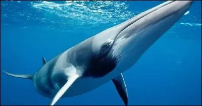 Contrairement aux poissons, les mammifères marins possèdent :