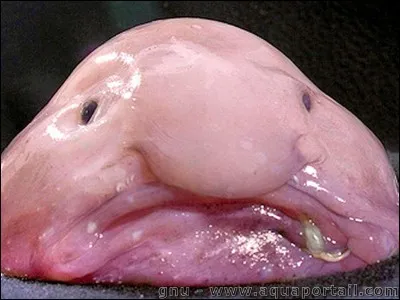 Le blobfish est :