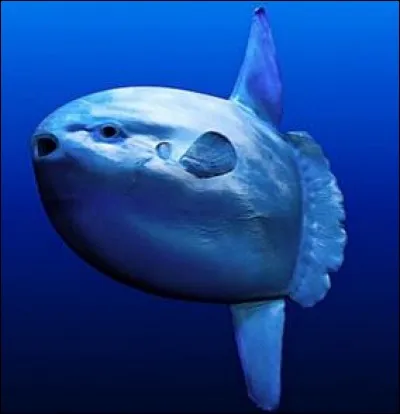 Le poisson-lune est :