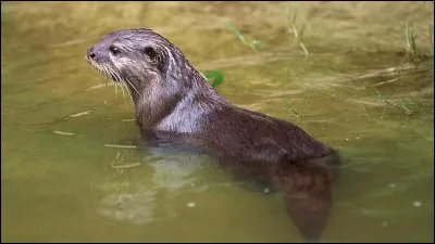 Lequel est un mammifère marin ?