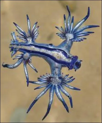 Le blue dragon est :