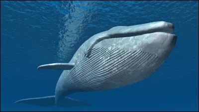 Quelle partie du corps permet de différencier un poisson d'un mammifère marin ?