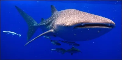 Le requin-baleine est :