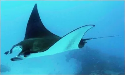 La raie manta est :