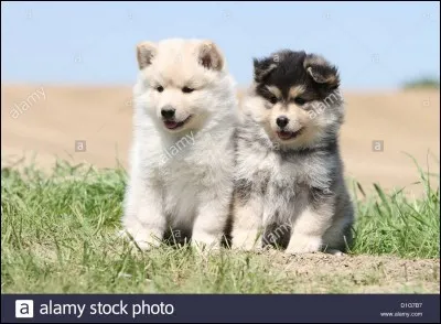 Comment s'appellent ses deux chiennes ?