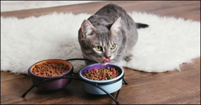 Si un chat met 21 jours pour manger un sac de croquettes, combien de temps cela prendra-t-il à trois chats ?