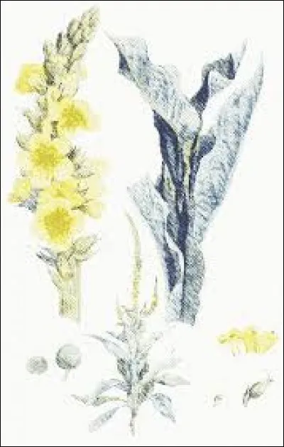 Quelle plante est appelée "bouillon blanc" ?