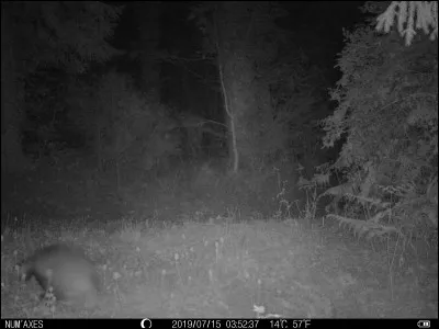 Photo prise de nuit dans le Tarn, identifiez l'animal !