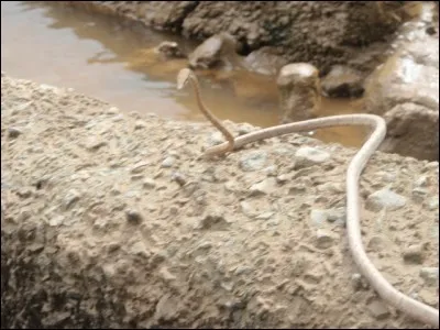 Photo prise en Guyane fran&ccedil;aise, quel est cet animal ?