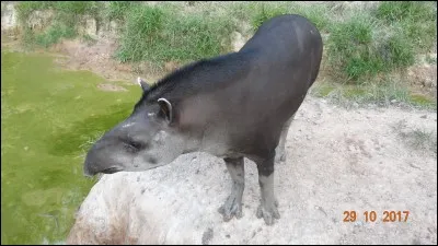 Toujours en Guyane, identifiez l'animal !