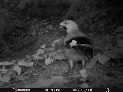 Oiseau du Tarn (et d'ailleurs) !