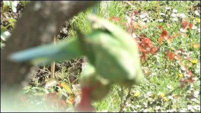 Photo prise dans le Val-de-Marne, quel est cet oiseau ?