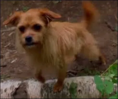 Comment s'appelle la mascotte de l'équipe d'escrime ?