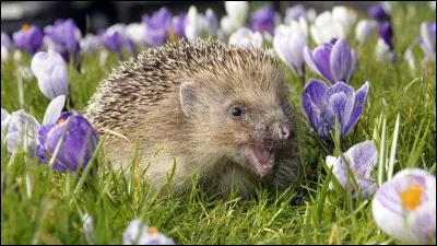 Comment dites-vous ''hérisson" en anglais ?