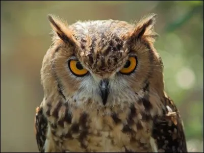 Comment dites-vous "hibou" en anglais ?