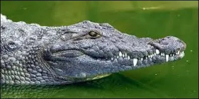 Les larmes de crocodile sont...