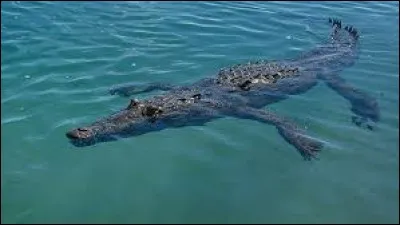 Combien de temps un crocodile peut-il rester sous l'eau ?