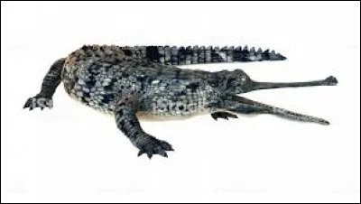 Le gavial mange uniquement des poissons.