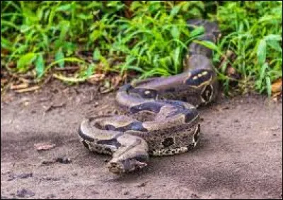 Le boa constrictor est un serpent venimeux.