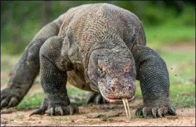 Le dragon de Komodo est une espèce de varan.