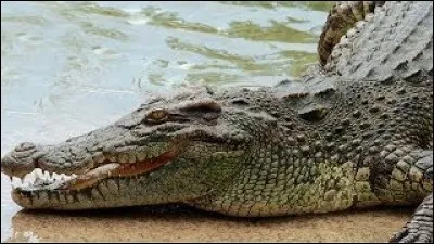 Le crocodile du Nil atteint parfois une longueur de 7 m.