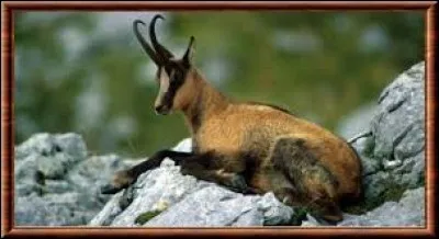 Quelle est l'appellation du chamois dans les Pyrénées ?