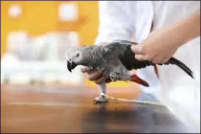 Bien qu'équipé d'ailes, un de ces oiseaux est incapable de voler. Lequel ?