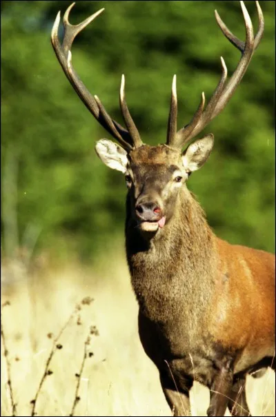 Le roi de la forêt, c'est le...