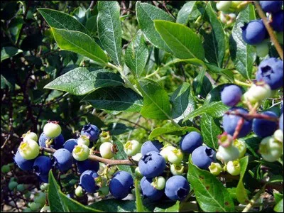 La myrtille provient d'où ?