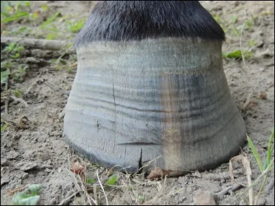 Qu'est-ce qu'une seime ?