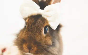 Quiz Lapins