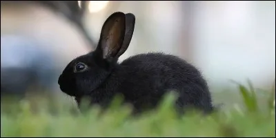 Combien de doigts possède le lapin en tout ?