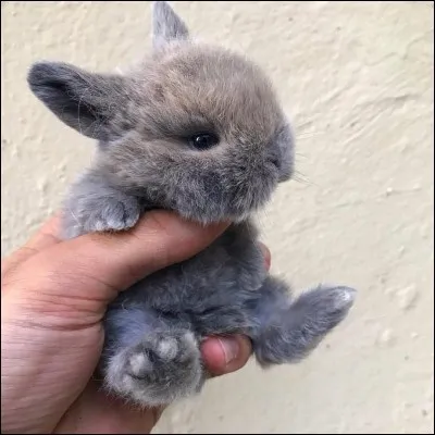 Combien peut-il avoir de petits dans une portée ?