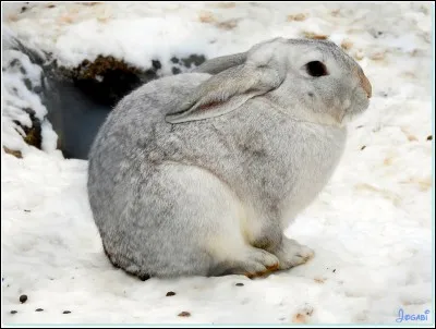 Combien pèse le lapereau à la naissance ?