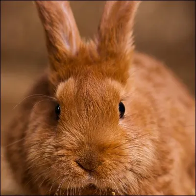 De quelle couleur est le pelage de ce lapin ?