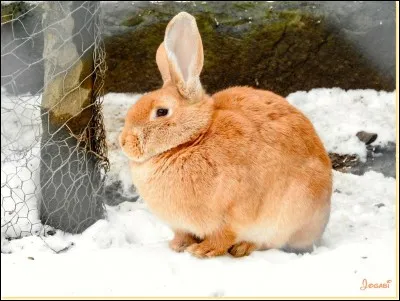 Quelle est la longueur des oreilles du lapin ?