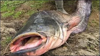 Quel est le nom de ce fameux poisson craint de tous ?