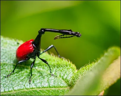 "Parasite" est un long-métrage réalisé par Bong Joon-Ho.