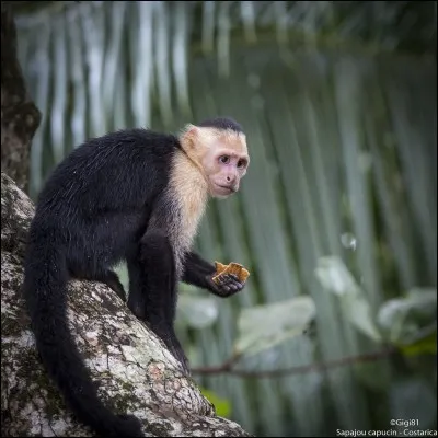 Comment s'appelait le singe de Ross ?